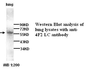 Anti-4F2LC Antibody