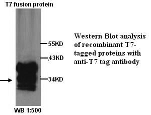Anti-T7 tag Antibody
