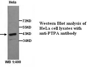 Anti-PTPA Antibody