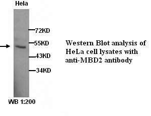 Anti-MBD2 Antibody
