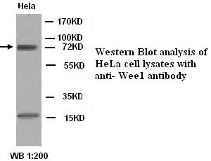 Anti-WEE1 Antibody