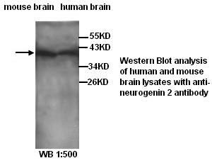 Anti-neurogenin 2 Antibody