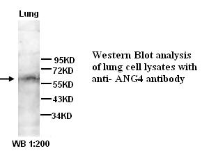 Anti-angiopoietin 4 Antibody