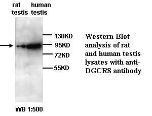 Anti-DGCR8 Antibody