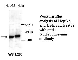 Anti-Nucleophosmin Antibody