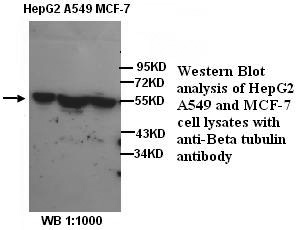 Anti-β-Tubulin Antibody