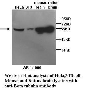 Anti- β-Tubulin Antibody