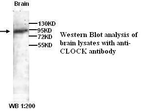 Anti-CLOCK ) Antibody