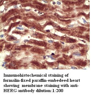 Anti-HERG Antibody