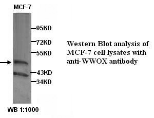 Anti-WWOX Antibody