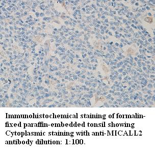 Anti-MICALL2 Antibody