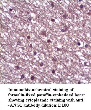 Anti-ANG1 Antibody