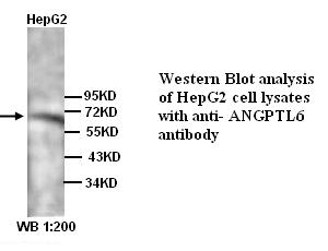Anti-ANGPTL6 Antibody