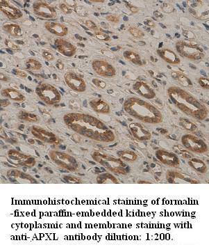 Anti-APXL Antibody