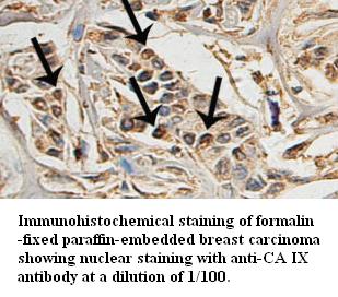 Anti-CA IX Antibody