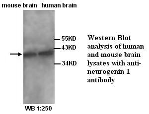 Anti-Neurogenin 1 Antibody