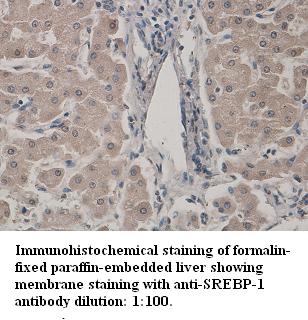 Anti-SREBP Antibody