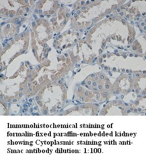 Anti-Smac/DIABLO Antibody