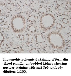 Anti-Sp3 Antibody