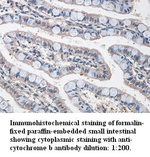 Anti-cytochrome b Antibody