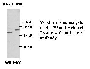 Anti-k-ras Antibody