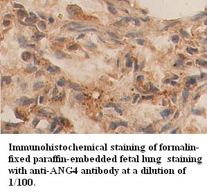 Anti-ANG4 Antibody