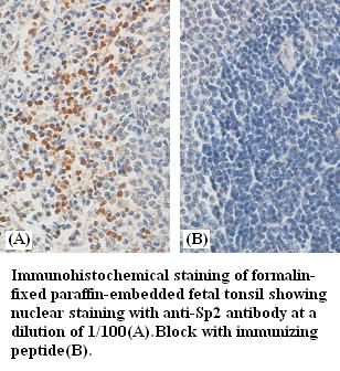 Anti-Sp2 Antibody