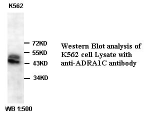 Anti-ADRA1C Antibody