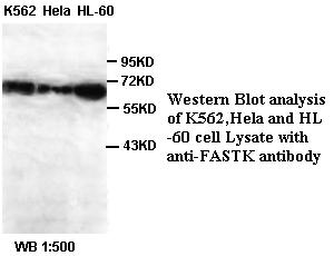 Anti-FASTK Antibody