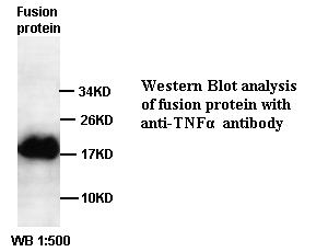 Anti-TNF β Antibody