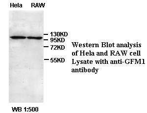 Anti-GFM1 Antibody