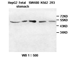 Anti-HIP Antibody