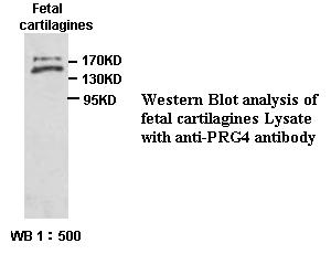 Anti-PRG4 Antibody