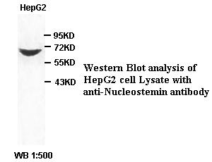 Anti-Nucleostemin Antibody