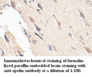 Anti-apelin Antibody