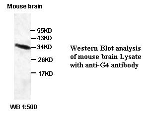 Anti-G4 Antibody