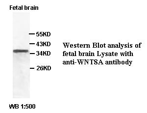 Anti-WNT8A Antibody