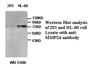 Anti-MMP24 Antibody