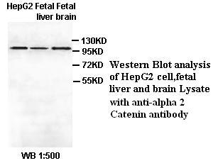 Anti- alpha 2 Catenin Antibody