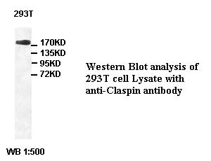 Anti-Claspin Antibody
