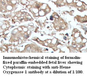 Anti- Heme oxygenase 1 Antibody