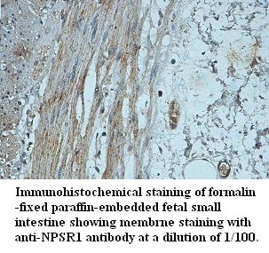 Anti-NPSR1 Antibody