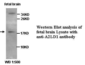 Anti-A2LD1 Antibody