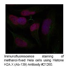 Anti-A1CF Antibody