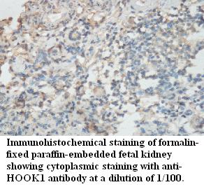 Anti-HOOK1 Antibody