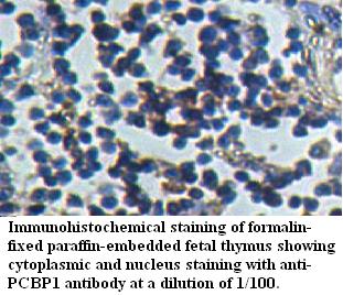 Anti-PCBP1 Antibody