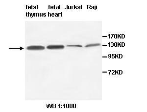 Anti-AFF3 Antibody
