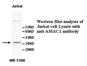 Anti-AMAC1 Antibody