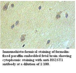 Anti-HS2ST1 Antibody