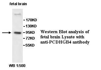 Anti-PCDHGB4 Antibody